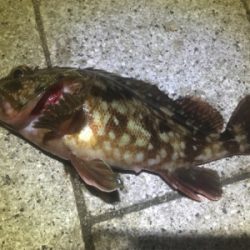 釣り始めはガシラから