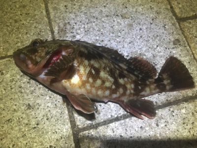 釣り始めはガシラから