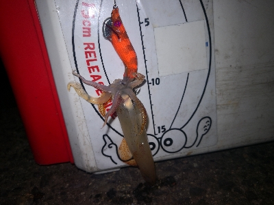 アジング練習361  ライトエギング