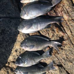 フィーバータイム