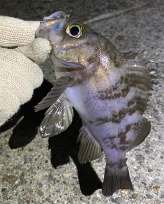 明石メバル釣行