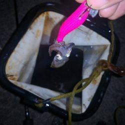 アジング練習362  ライトエギング