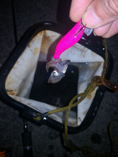 アジング練習362  ライトエギング