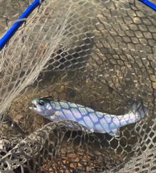 蛇尾川フィシングパーク