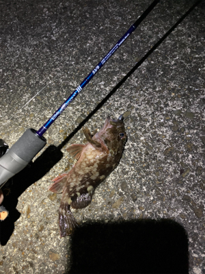 ブルーカレント ベイト