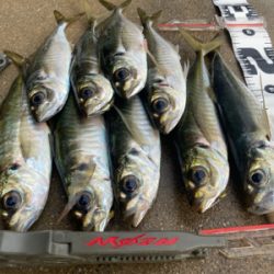 早起きして鱗付け