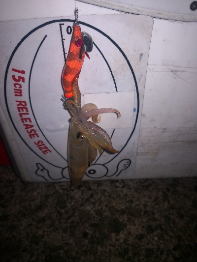 アジング練習363 ライトエギング