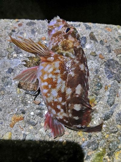 初釣りはロックフィッシング