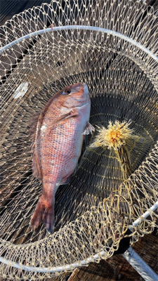 海上釣り堀 海恵