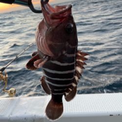 大原沖、ヒラメとマハタ