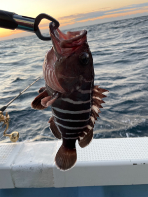 大原沖、ヒラメとマハタ