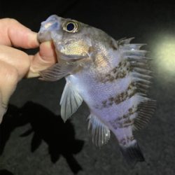 メバリング釣行