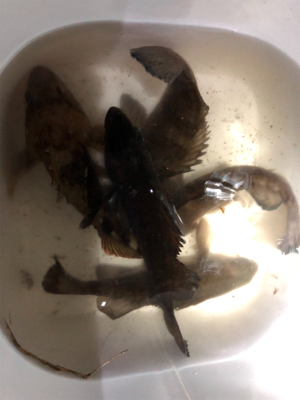 久しぶりのメバリング