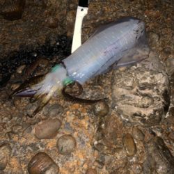 アオリイカ　夜釣り