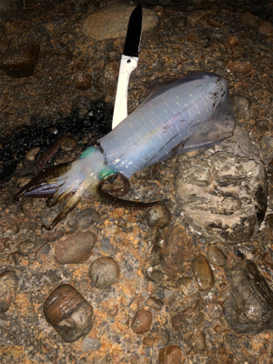 アオリイカ　夜釣り