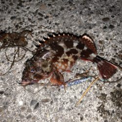 穴釣りとメバリング