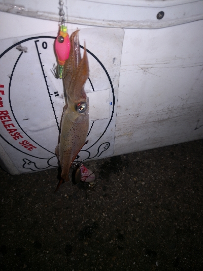 アジング練習364 ライトエギング