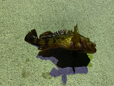 久しぶりのアジング