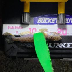 アジングのはずが…