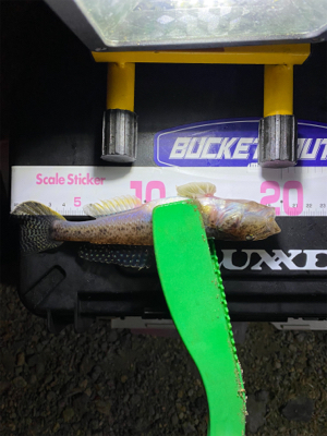 アジングのはずが…