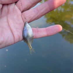冬のタナゴ釣り