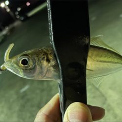 アジとアオリイカ