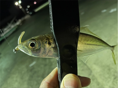 アジとアオリイカ