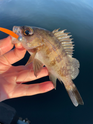 デイメバリング