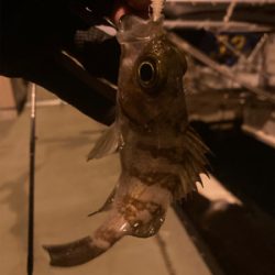 初三原メバリング調査！