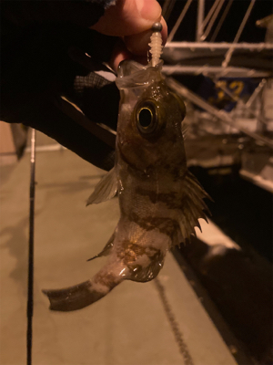 初三原メバリング調査！