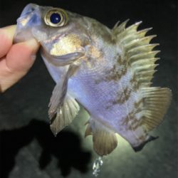 底をとったら楽しい外道