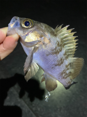 底をとったら楽しい外道