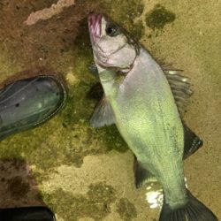 体高のあるヒラスズキ