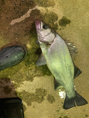 体高のあるヒラスズキ