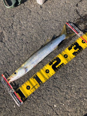 まさかのカマス