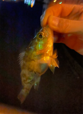 久々のアジング