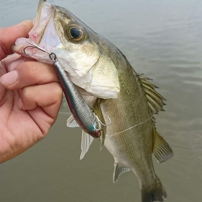 極寒のシーバスゲーム