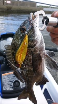 東京ベイエリアランガンルアーフィッシング