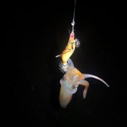 アジング練習365  ヒイカも少なくなりました