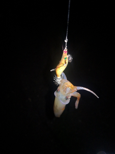 アジング練習365  ヒイカも少なくなりました