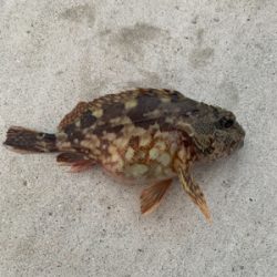 津波後の安定ガラカブちゃん