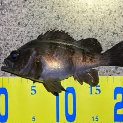 明石メバリング