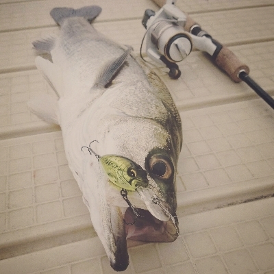 シーバスゲーム