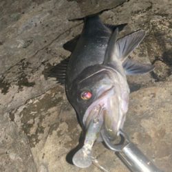 ヒラスズキ、オオモンハタ