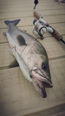 極寒のシーバスゲーム