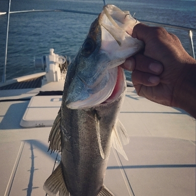 モーニングシーバスゲーム