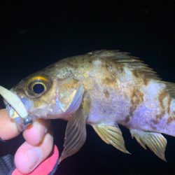 ライトゲーマーズ