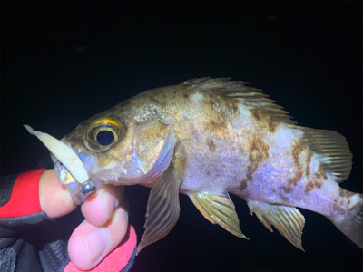 ライトゲーマーズ