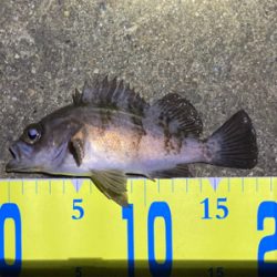 明石メバリング