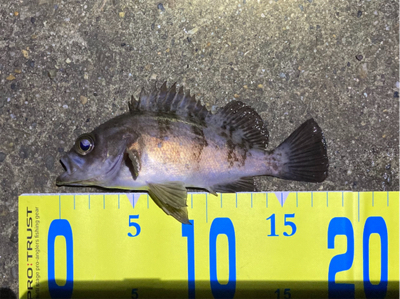 明石メバリング